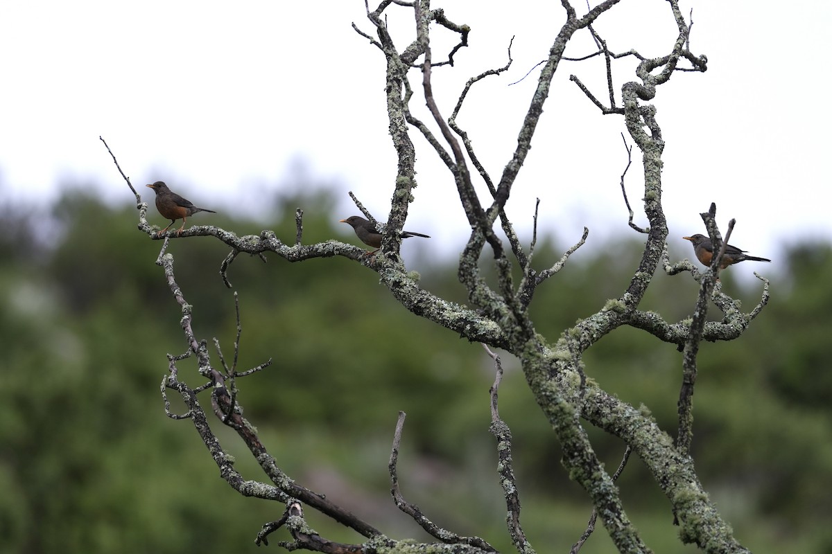 Olive Thrush - ML646888494