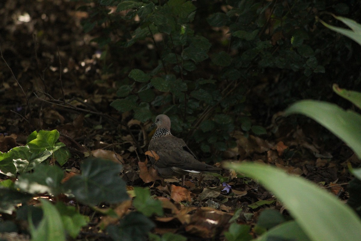 Spotted Dove - ML646888497