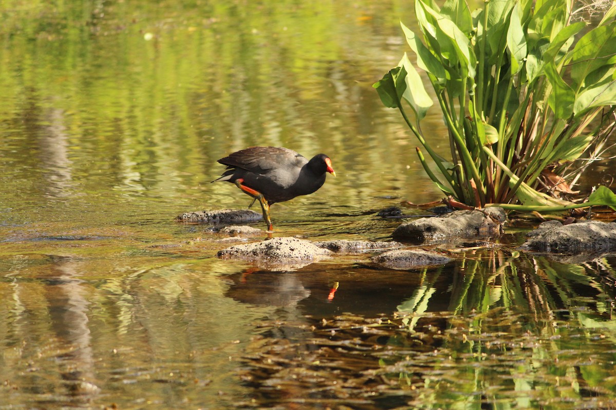 Dusky Moorhen - ML646888500