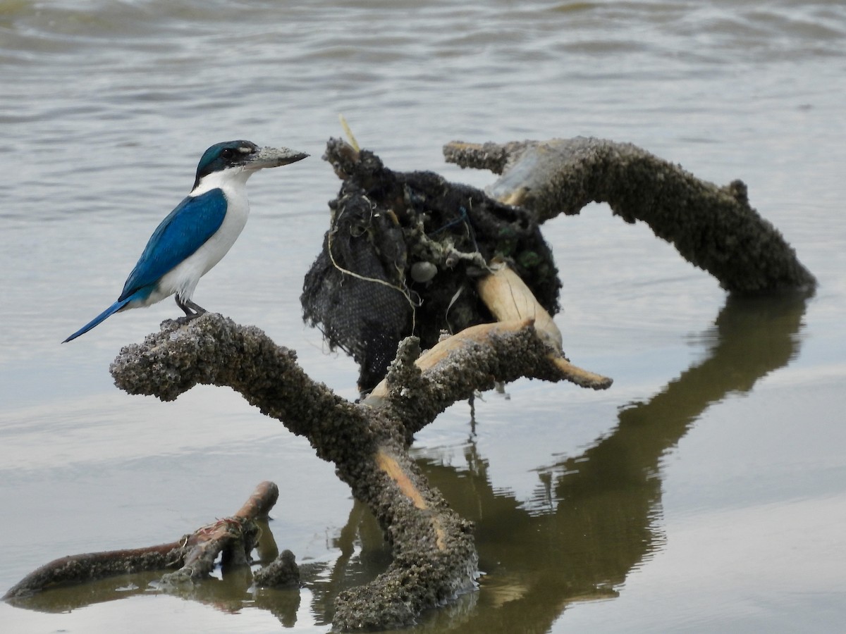 白領翡翠 - ML646888501