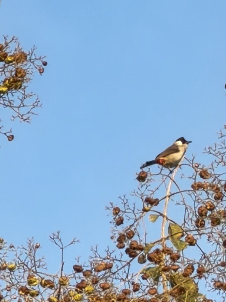 Bulbul urre-ipurdia - ML646888503