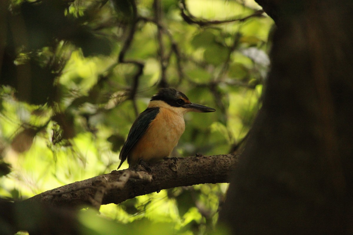 Sacred Kingfisher - ML646888504