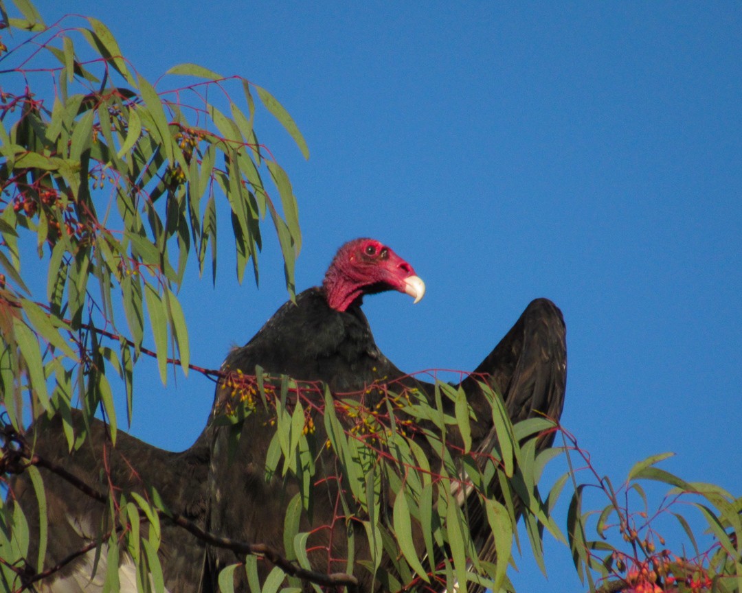 Turkey Vulture - ML646888506