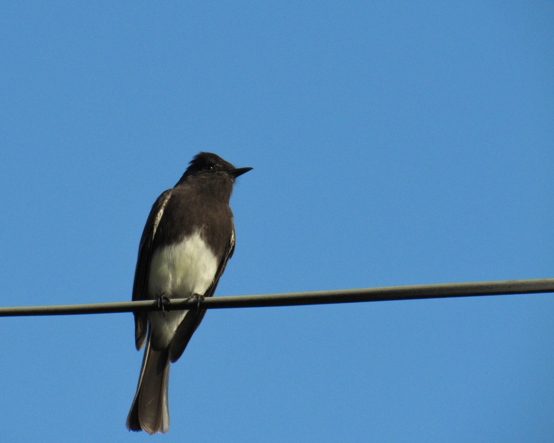Black Phoebe - ML646888507
