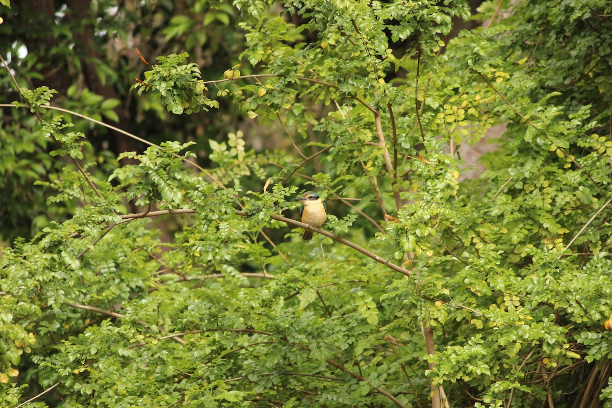 Sacred Kingfisher - ML646888510
