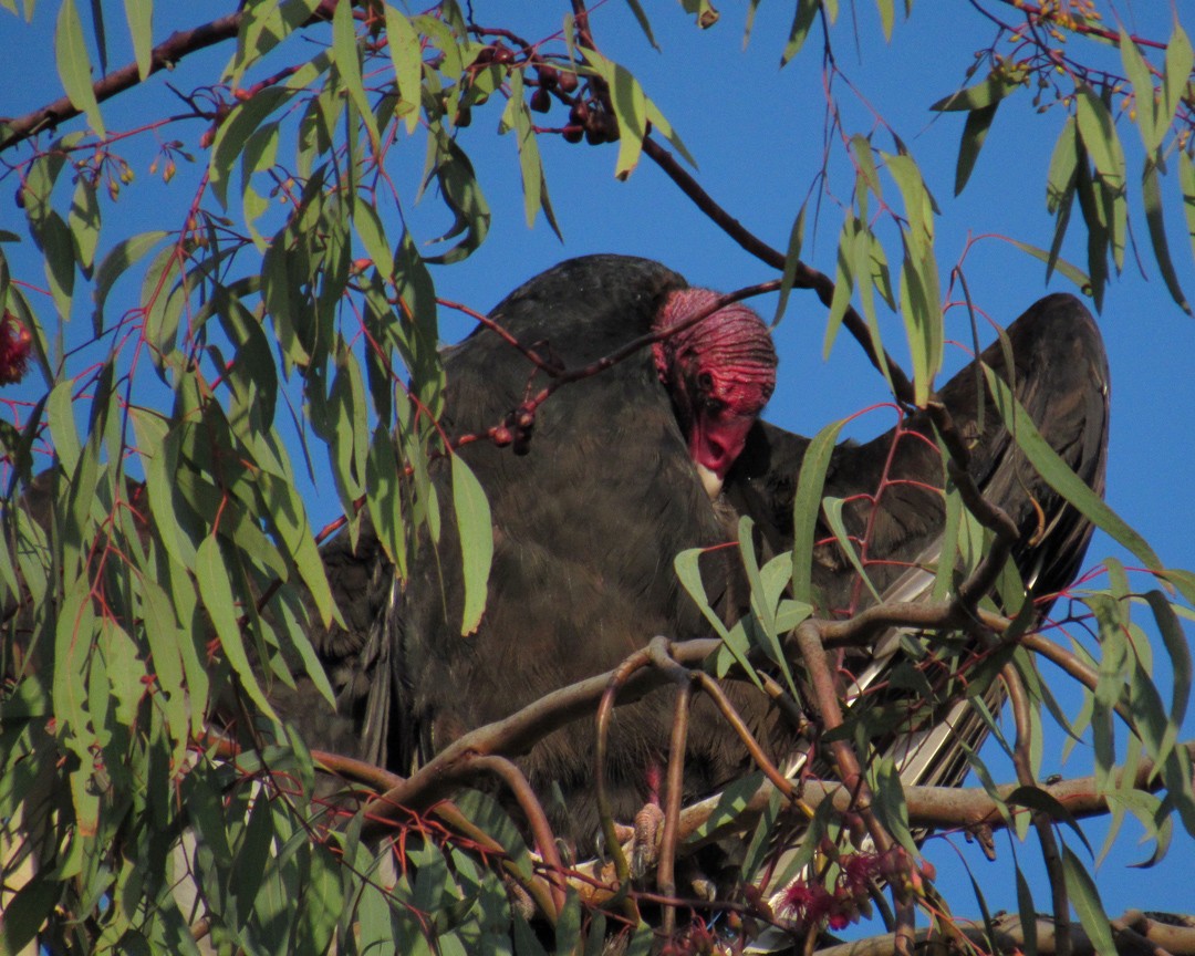 Turkey Vulture - ML646888512
