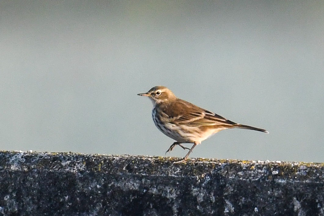 Water Pipit - ML646888515