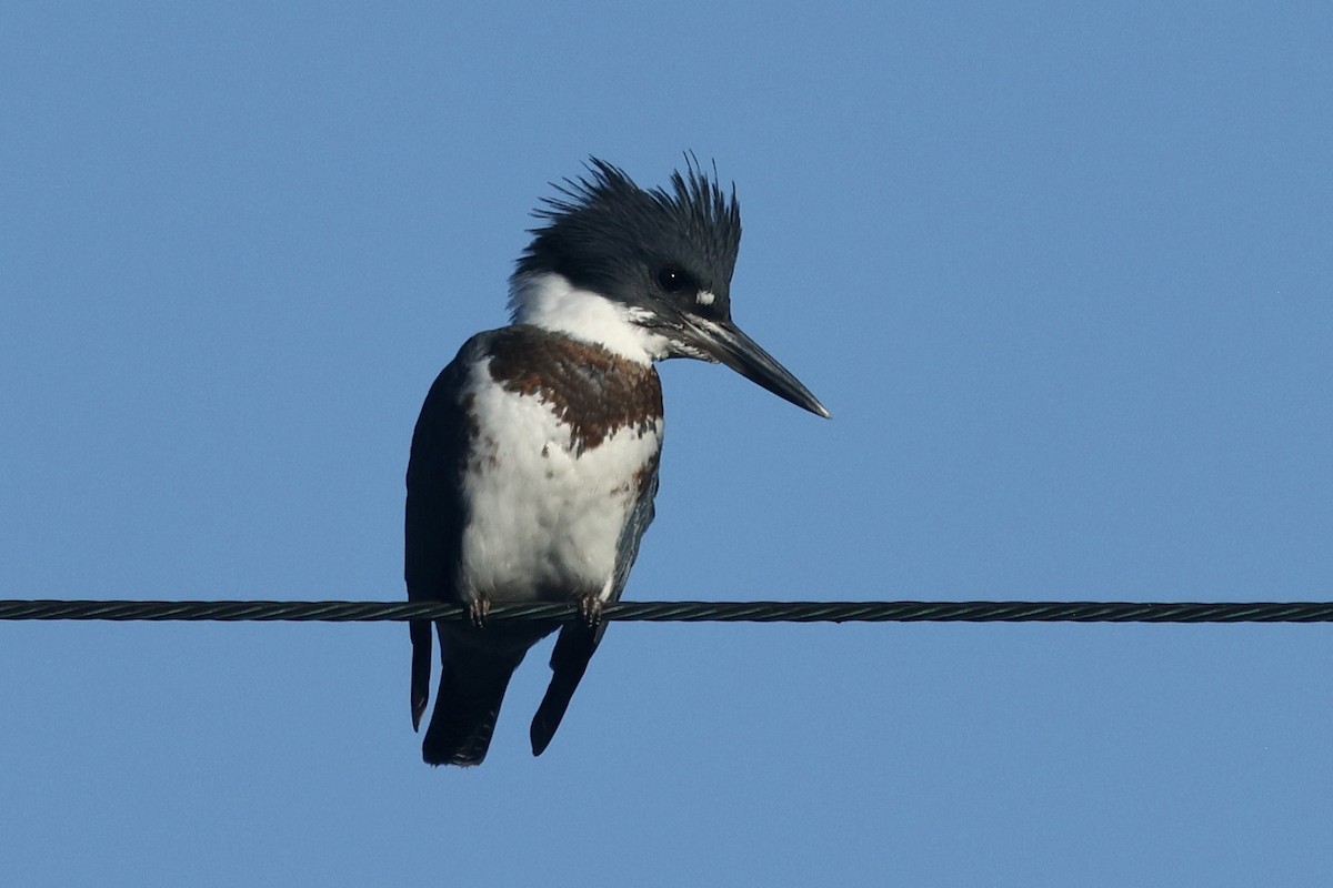 Belted Kingfisher - ML646888518