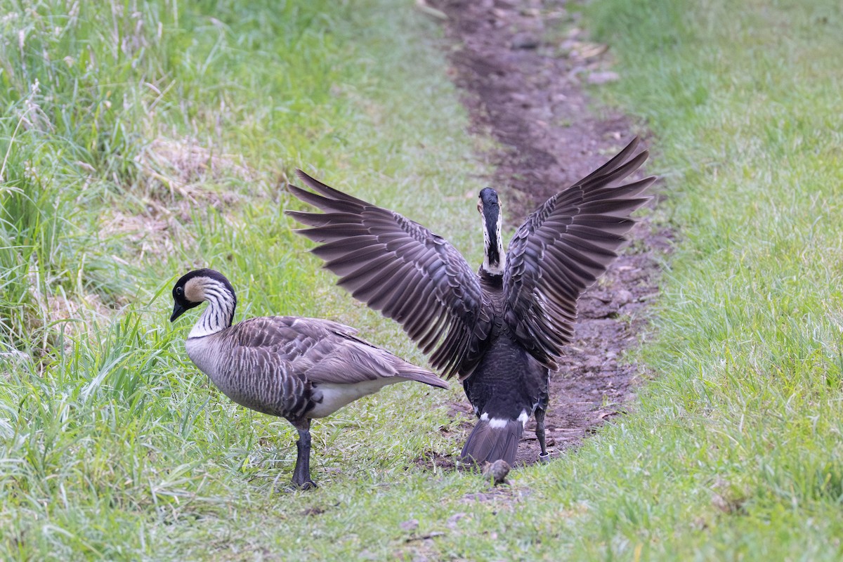 hawaiigås - ML646888520