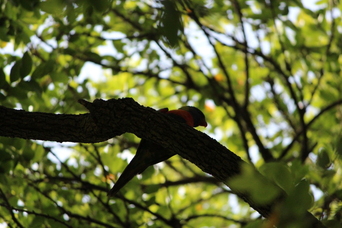 Rainbow Lorikeet - ML646888522