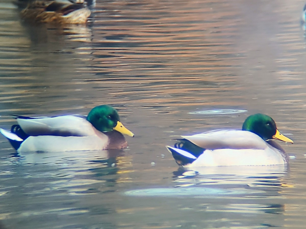 Mallard - ML646888523