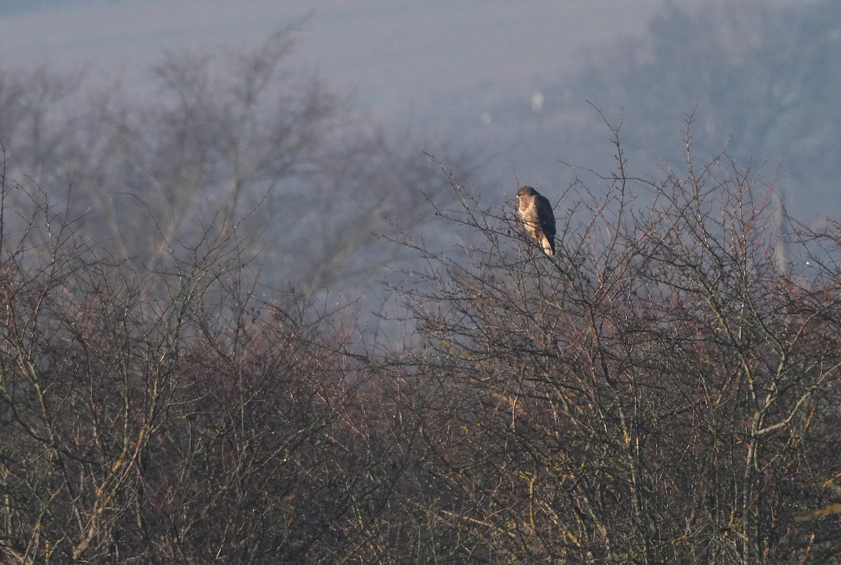 Buse variable - ML646888524