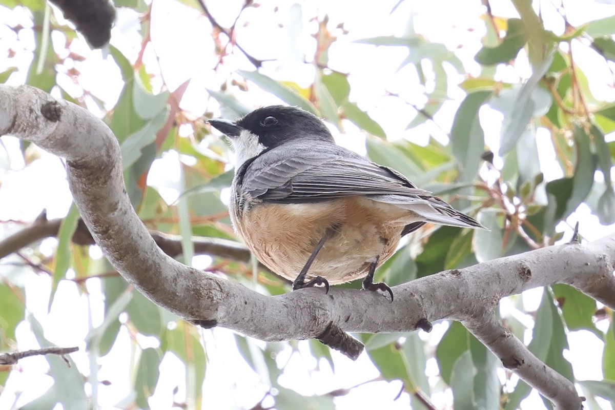 Rufous Whistler - ML646888526