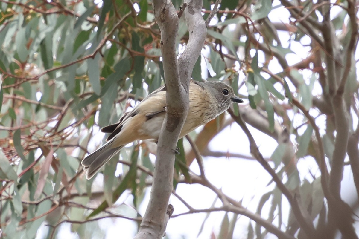 Rufous Whistler - ML646888527