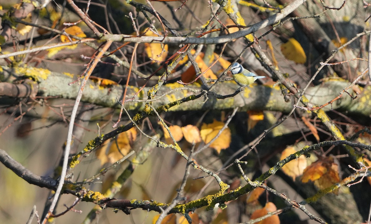 Eurasian Blue Tit - ML646888528