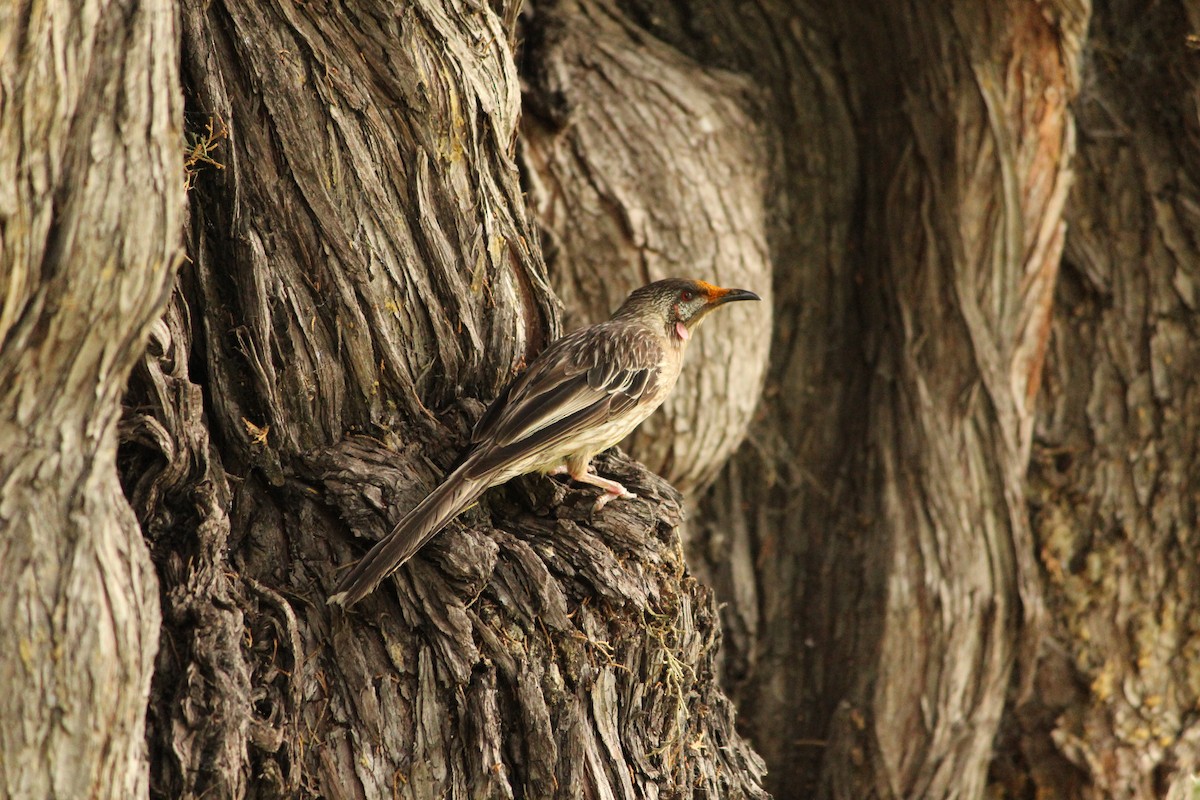 Red Wattlebird - ML646888529