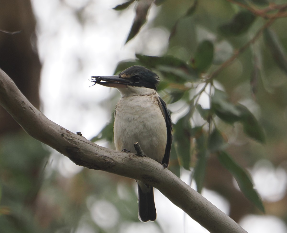 Sacred Kingfisher - ML646888531