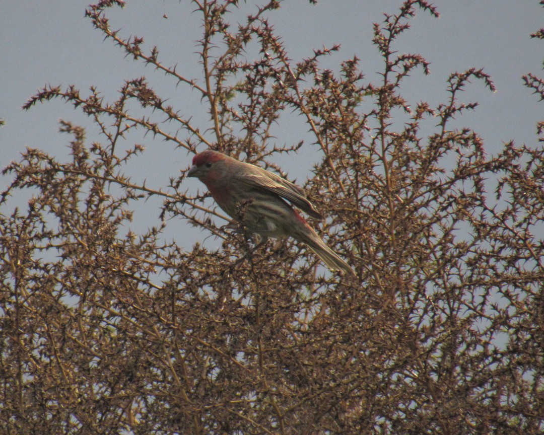House Finch - ML646888532