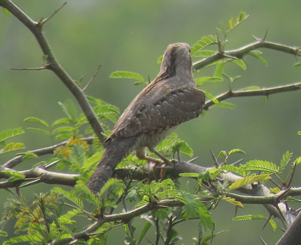 Eurasian Wryneck - ML646888533
