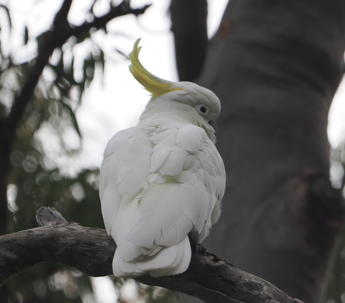 Sulphur-crested Cockatoo - ML646888534
