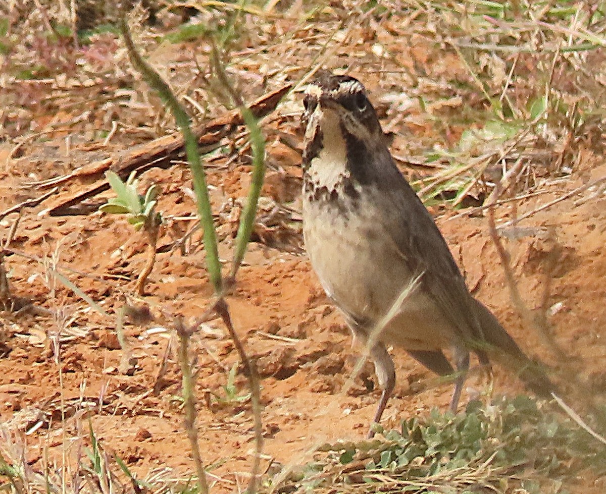 Eurasian Wryneck - ML646888535
