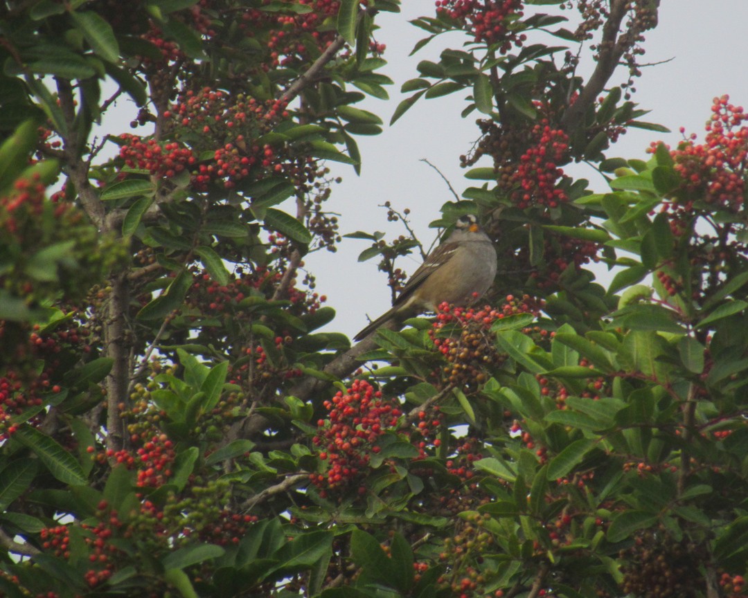 White-crowned Sparrow - ML646888536