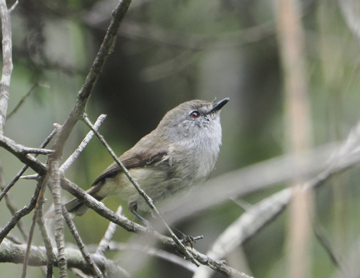 Brown Gerygone - ML646888537