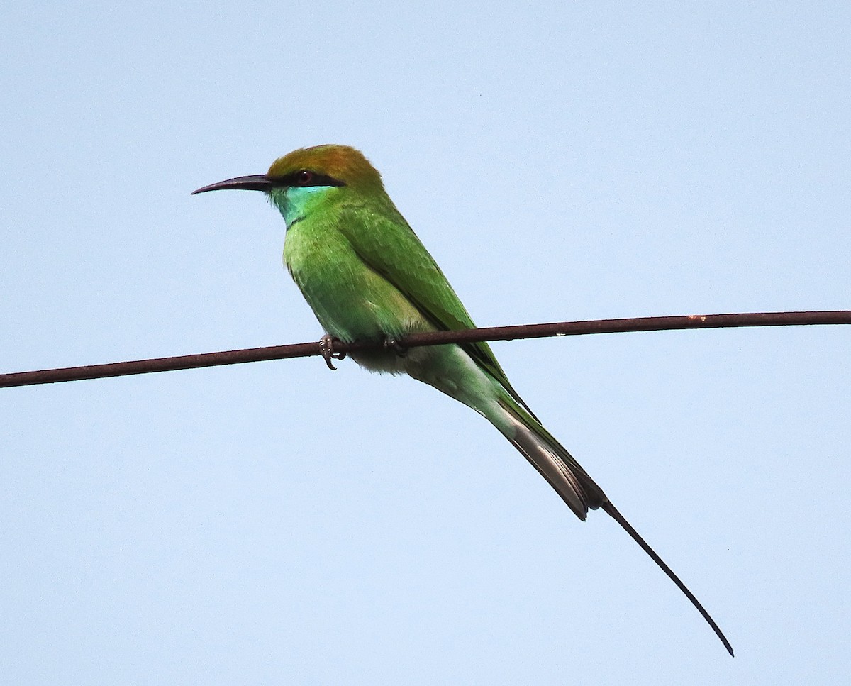 Asian Green Bee-eater - ML646888538