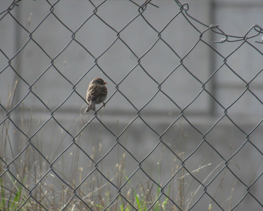 White-crowned Sparrow - ML646888539