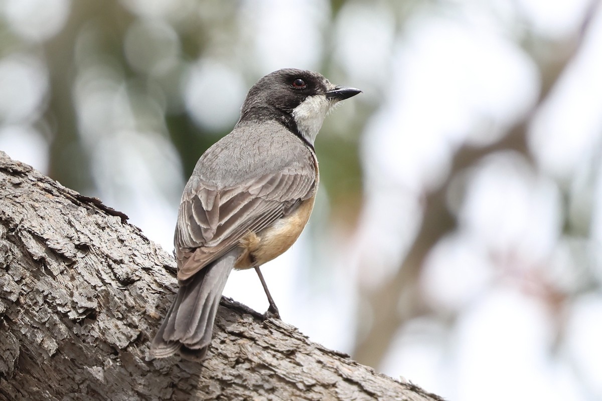 Rufous Whistler - ML646888540