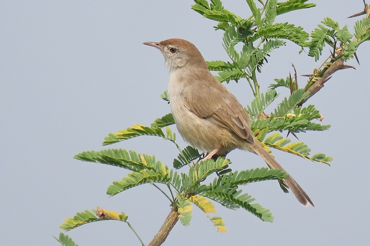 Rufous-fronted Prinia - ML646888542
