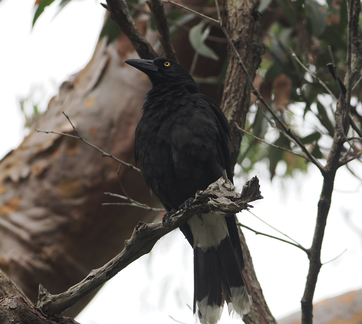 Pied Currawong - ML646888544