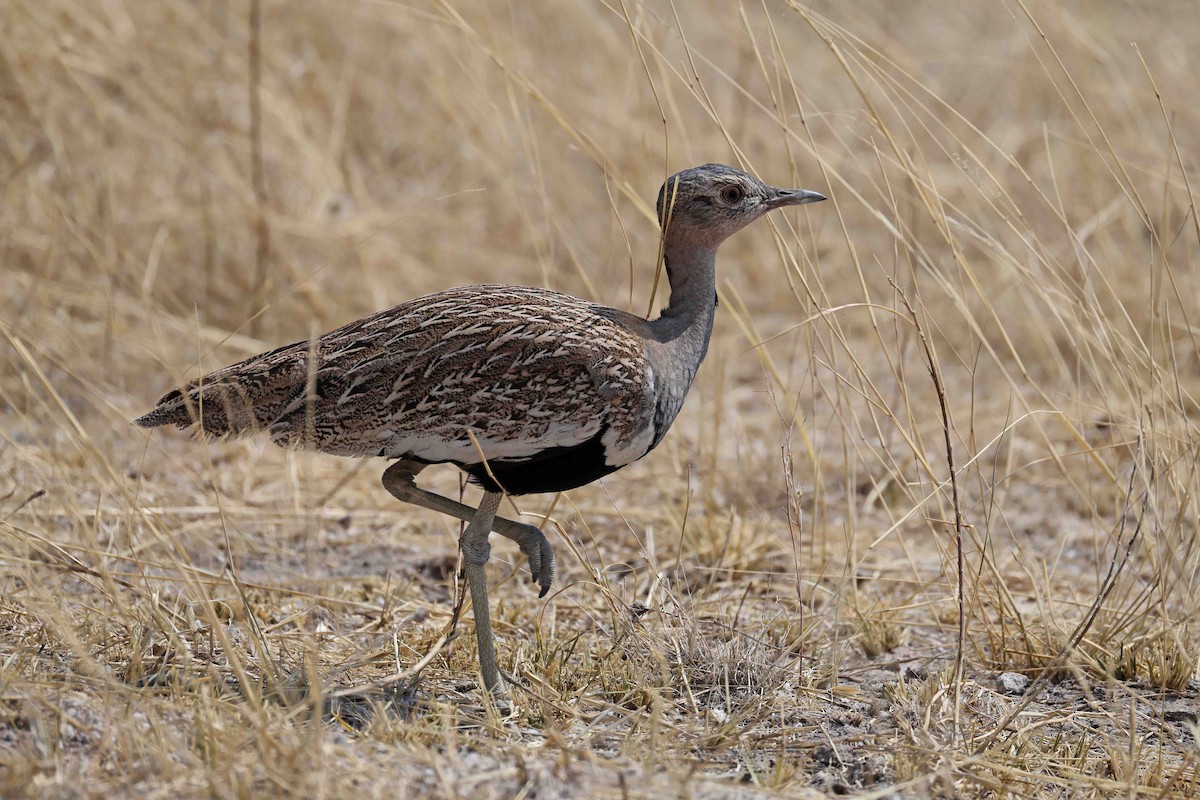Red-crested Bustard - ML646888549