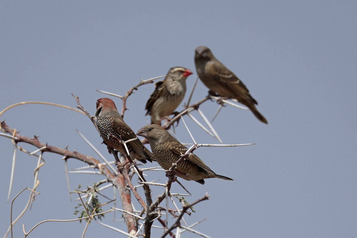 Red-headed Finch - ML646888553