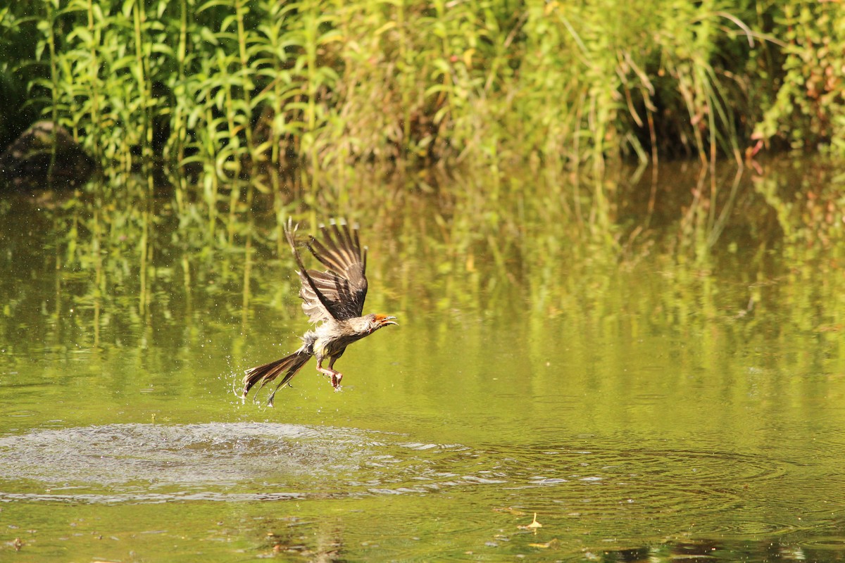 Red Wattlebird - ML646888554