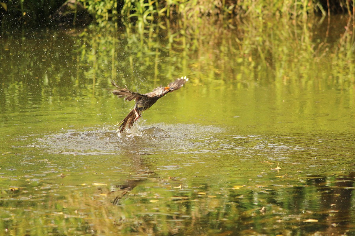 Red Wattlebird - ML646888555