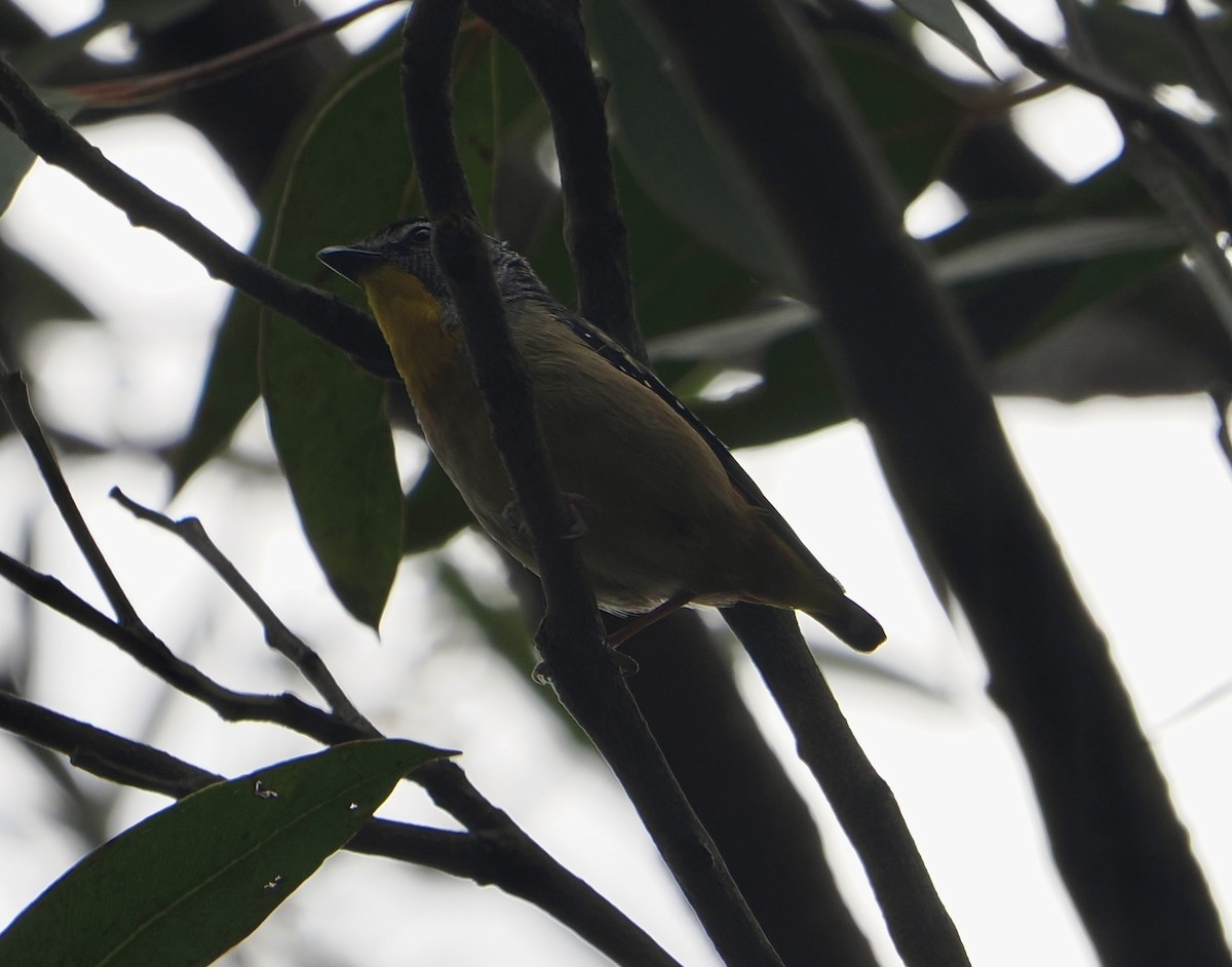 Spotted Pardalote - ML646888558
