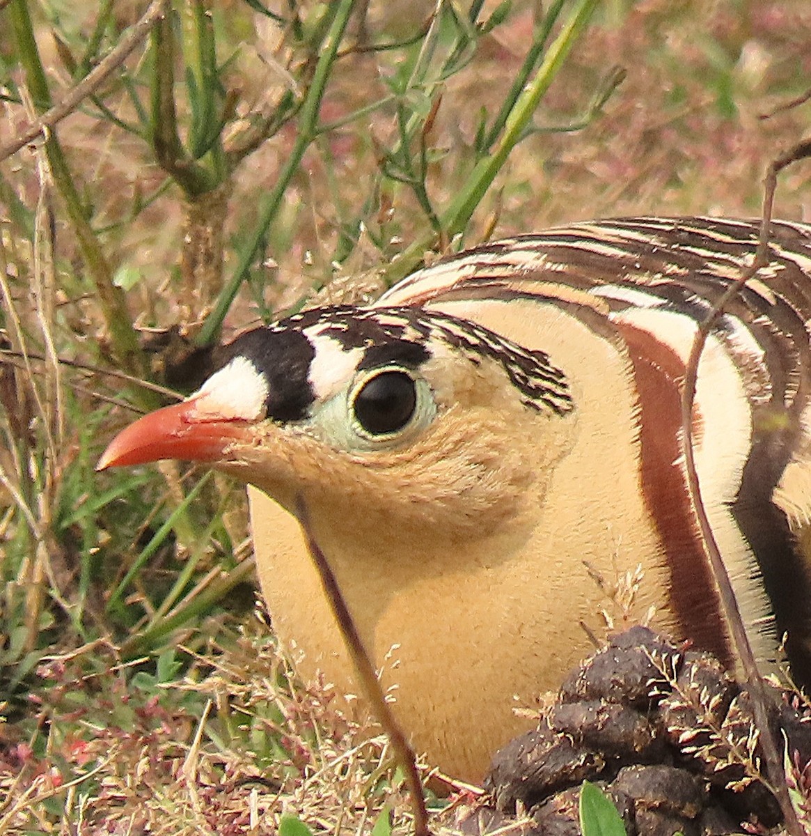 Painted Sandgrouse - ML646888559