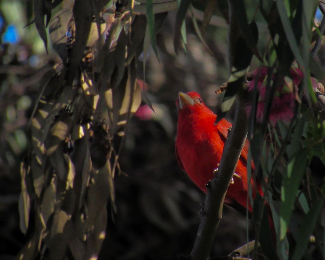 Summer Tanager - ML646888561