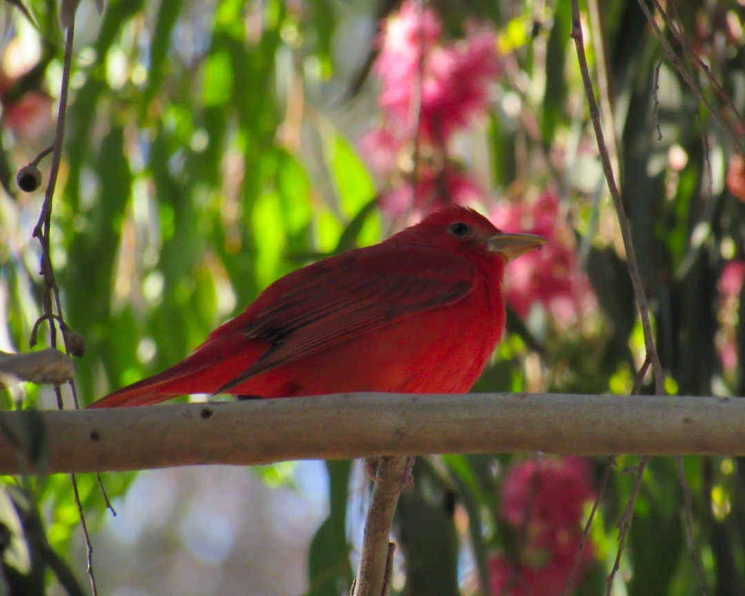 Summer Tanager - ML646888562