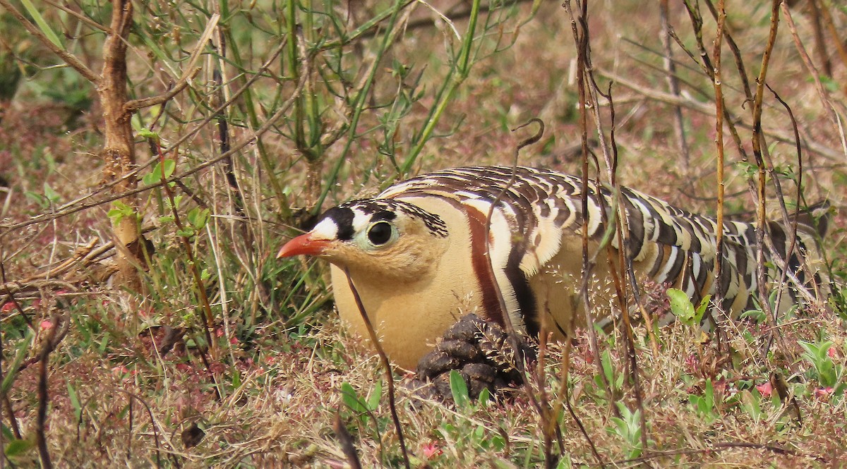 Painted Sandgrouse - ML646888565