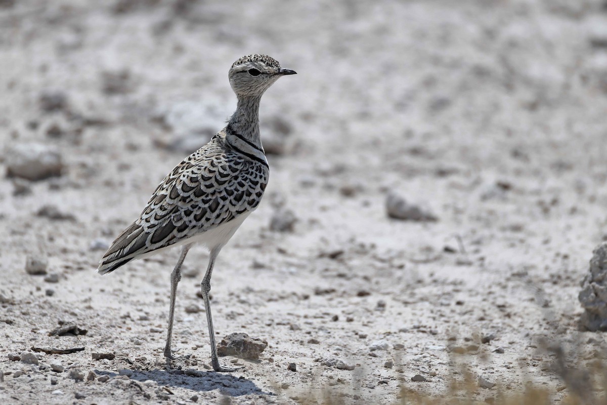 Бігунець смугастоволий - ML646888567