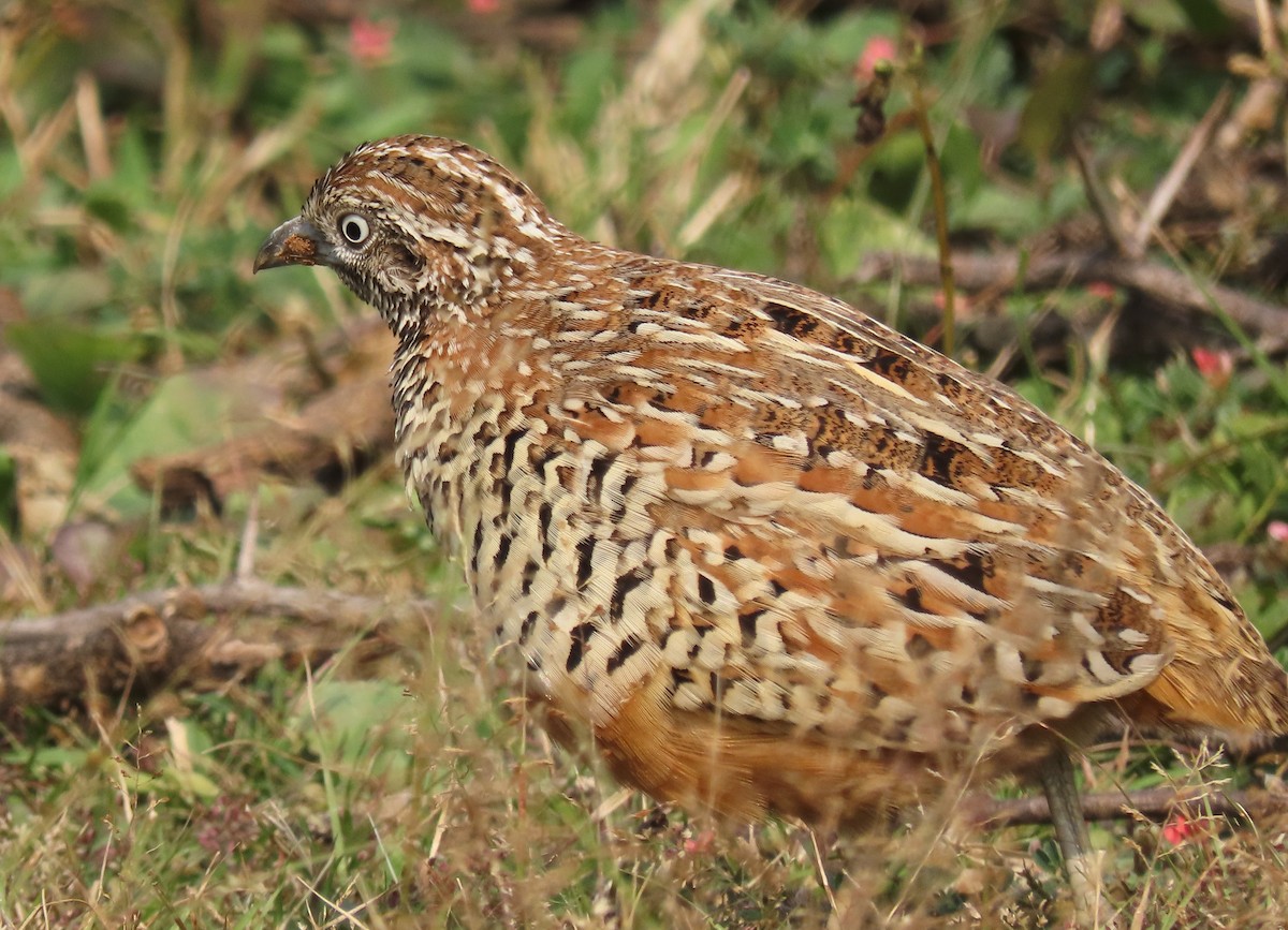 Barred Buttonquail - ML646888569