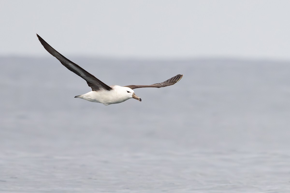 Albatros Ojeroso - ML646888572