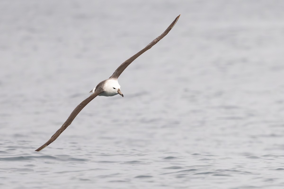 Albatros Ojeroso - ML646888575