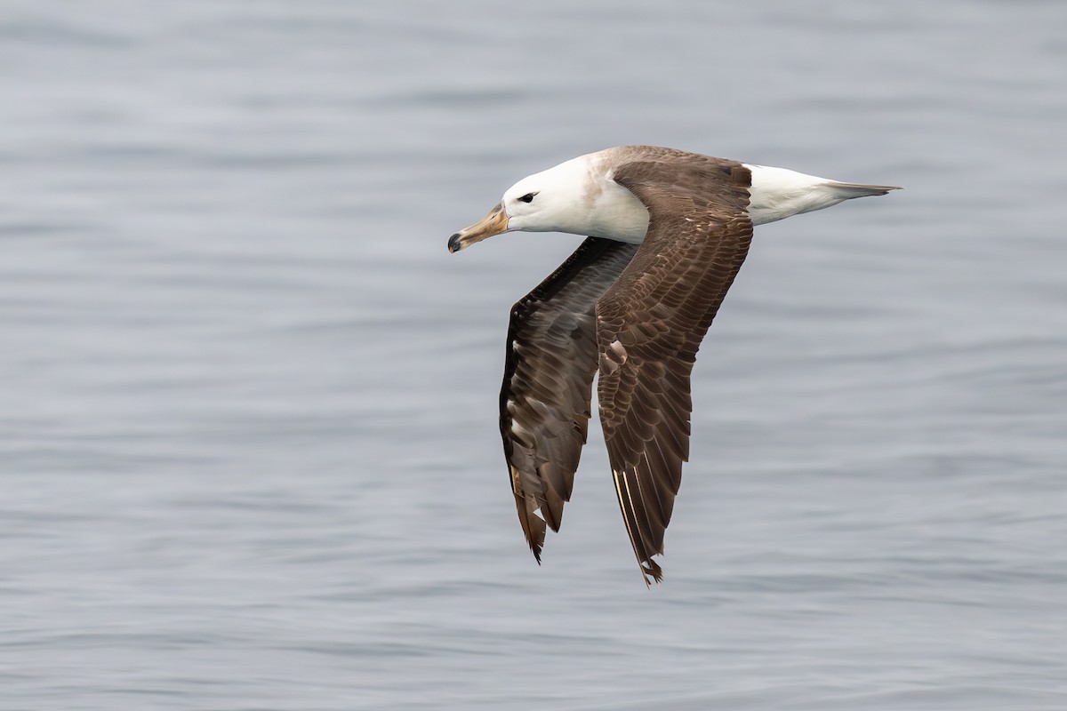 Albatros Ojeroso - ML646888576