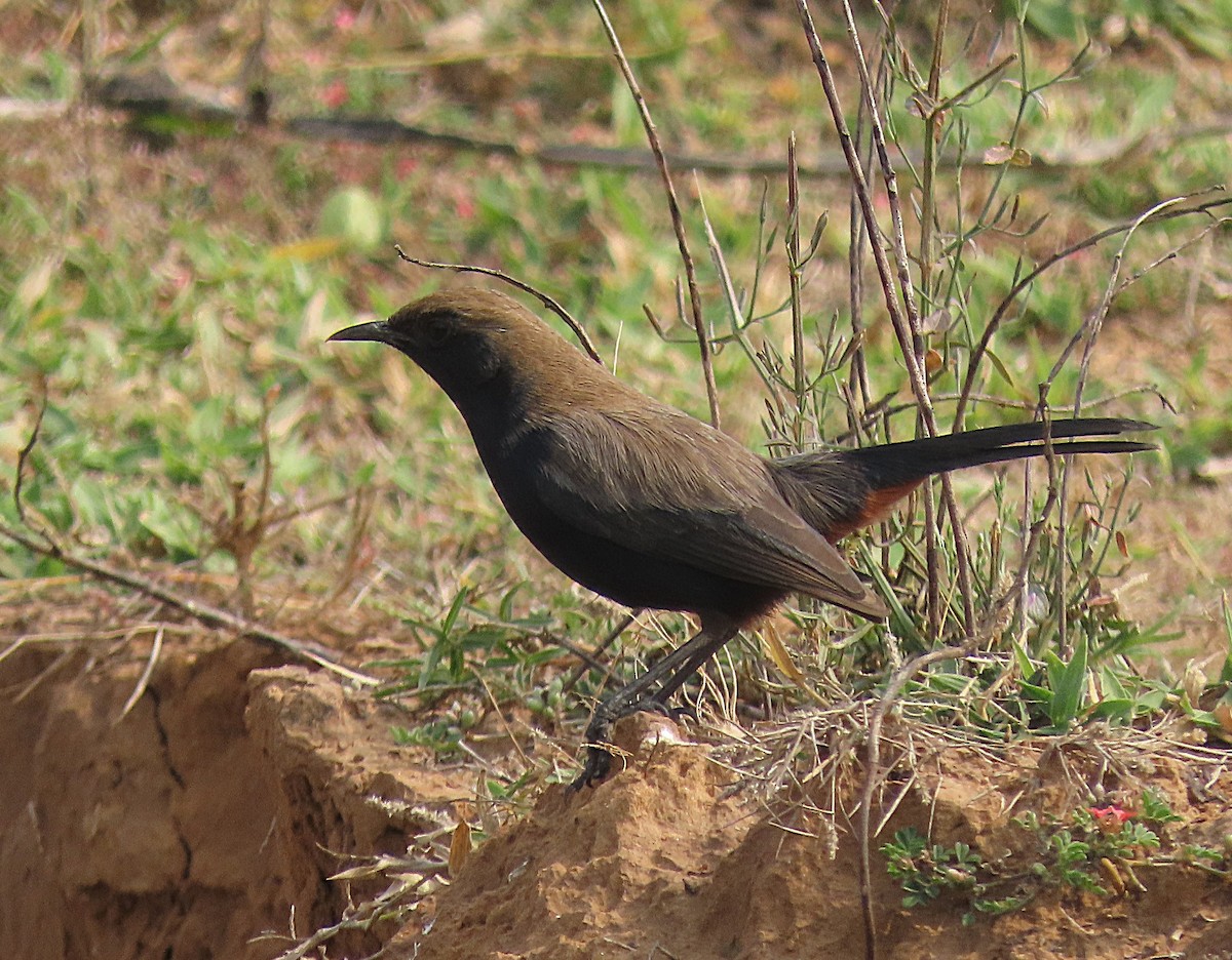 Tarabilla Terrestre - ML646888581