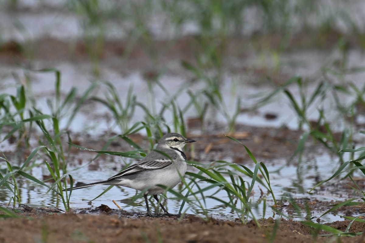 Lavandera Blanca (Siberia Oriental) - ML646888582