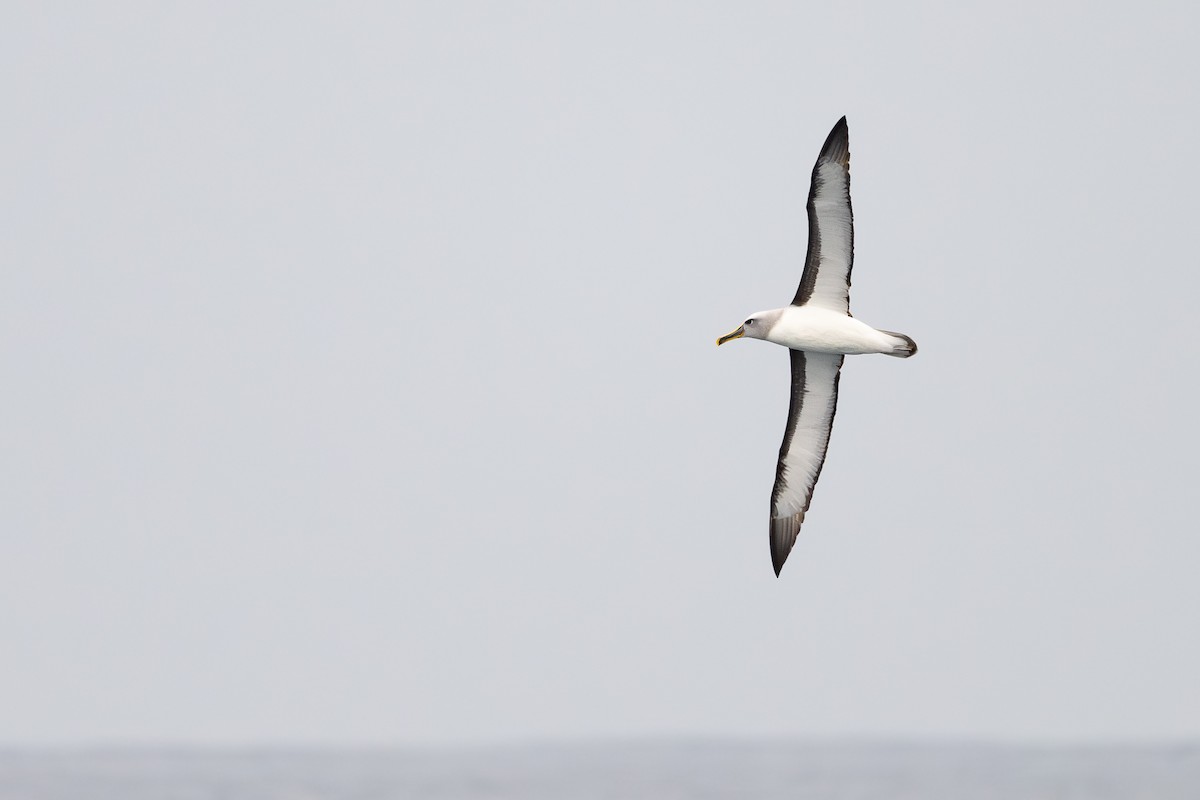 Albatros de Buller - ML646888583