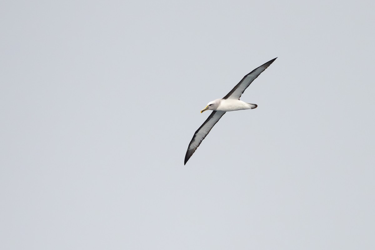 Albatros de Buller - ML646888584